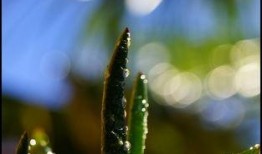 露珠在线观看,揭秘网络直播的魅力与挑战